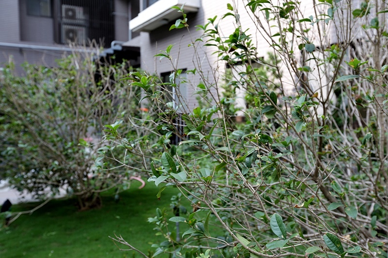 台中烏日區新屋