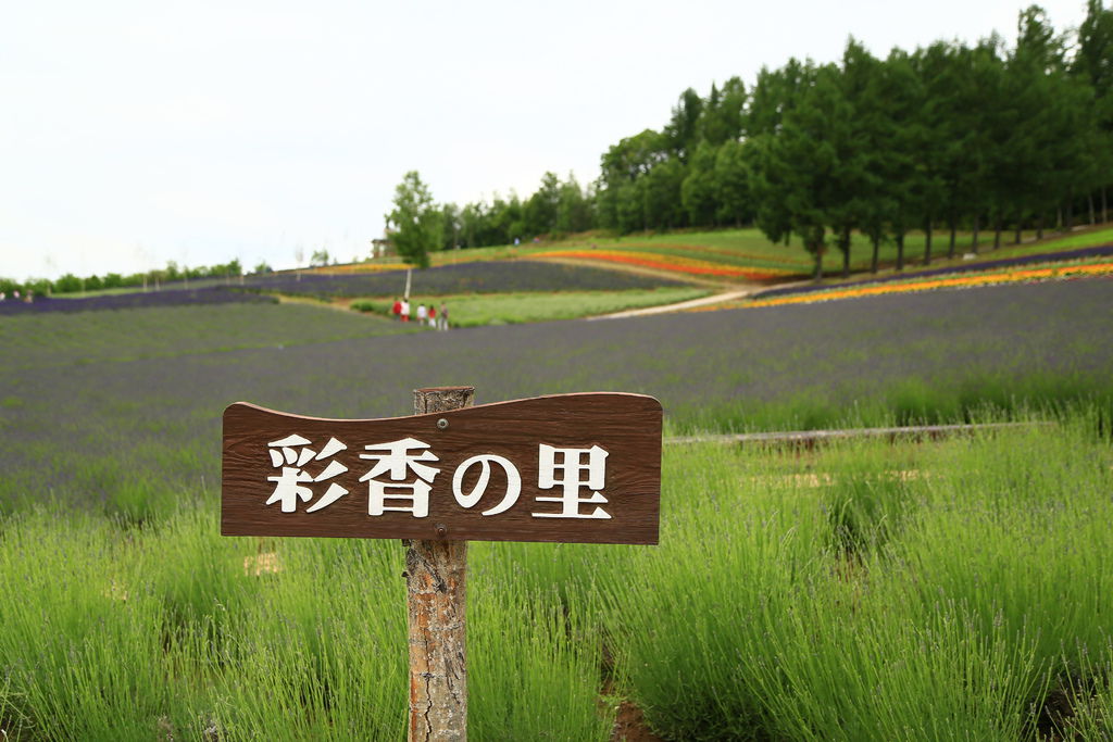日本 北海道自駕九日 富良野 彩香の里 佐佐木農場 紀公館chi S Family 痞客邦