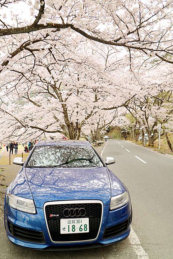 日本賞櫻自由行 滋賀 海津大崎 京都租車自駕琵琶湖畔賞櫻勝地 紀公館chi S Family 痞客邦