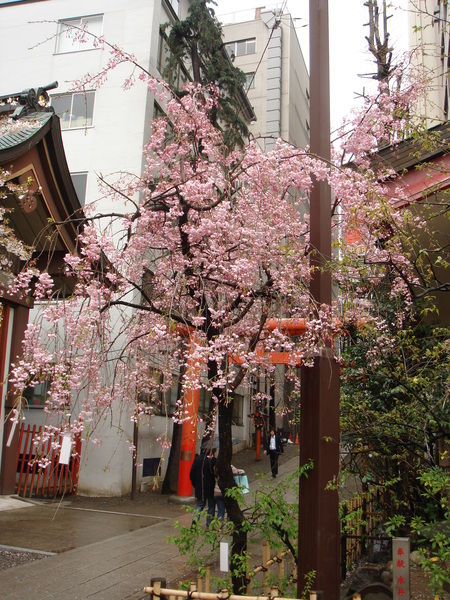 雨中的櫻花