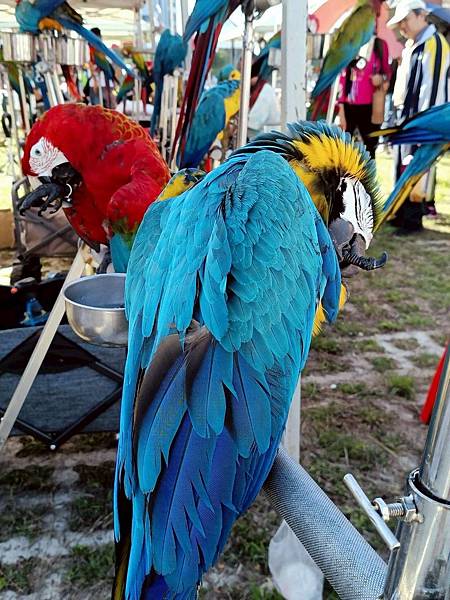 悠閒時光．2023新北耶誕鸚鵡派對繽紛登場！