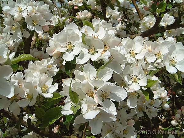 apple-blossom-2