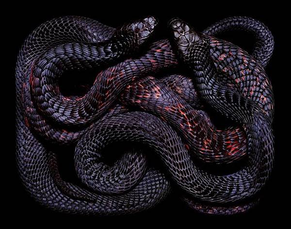 black-snake-color-pattern