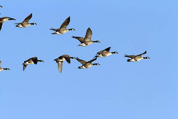 group-of-canada-geese-in-flight-branta-philippe-henry