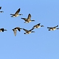 group-of-canada-geese-in-flight-branta-philippe-henry