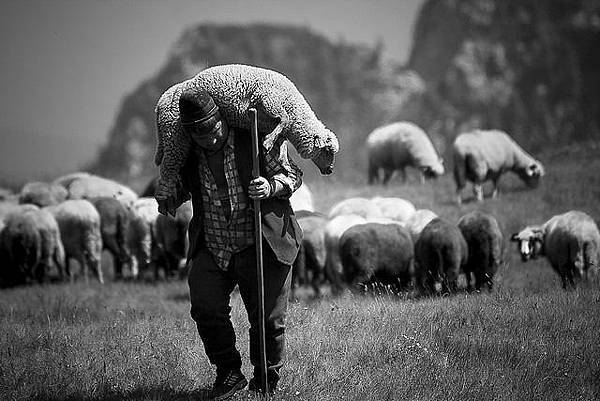 shepherd-carrying-sheep1.jpg