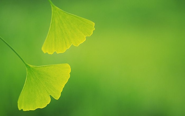 %5Bwallcoo_com%5D_2560x1600_Widescreen_GreenLeaves_wallpaper_da035090f.jpg