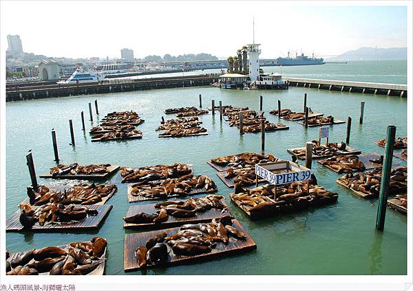 漁人碼頭-sea lions.jpg