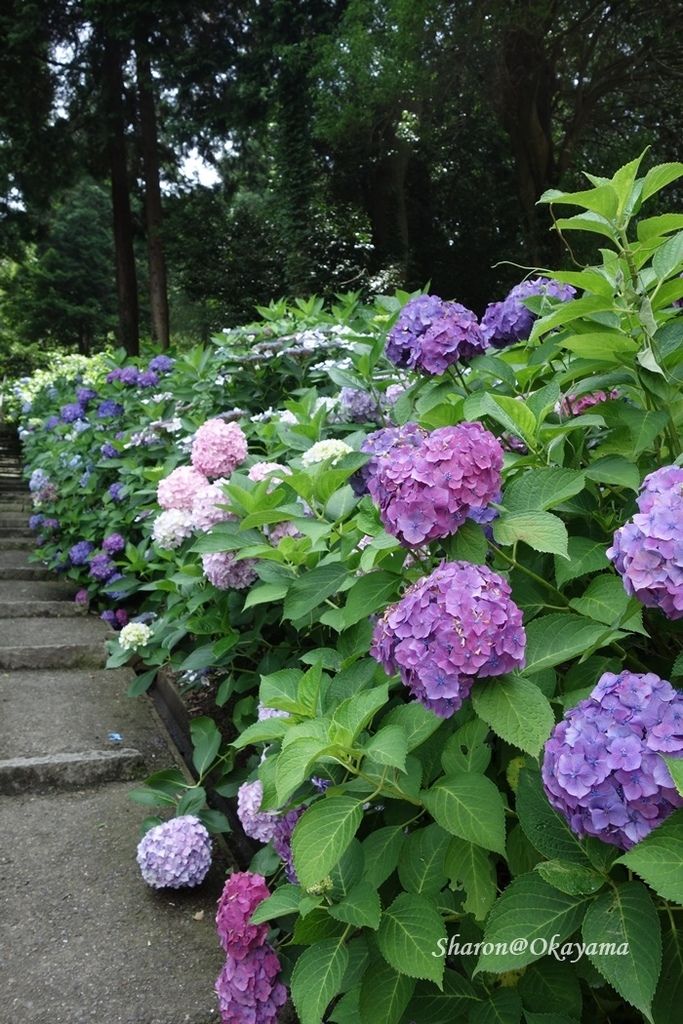 17 岡山京都04 繡球花滿開的吉備津神社 Funtime旅遊比價 17 岡山京都04 繡球花滿開的吉備津神社 Funtime旅遊比價