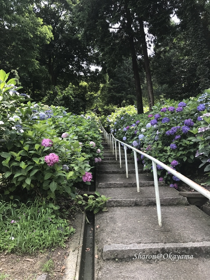 17 岡山京都04 繡球花滿開的吉備津神社 Funtime旅遊比價 17 岡山京都04 繡球花滿開的吉備津神社 Funtime旅遊比價