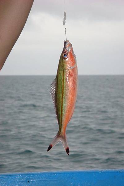 橘黃綠色 亮晶晶魚