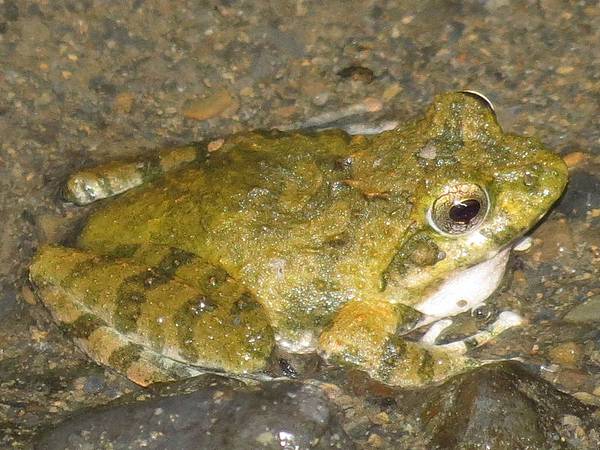 日本樹蛙