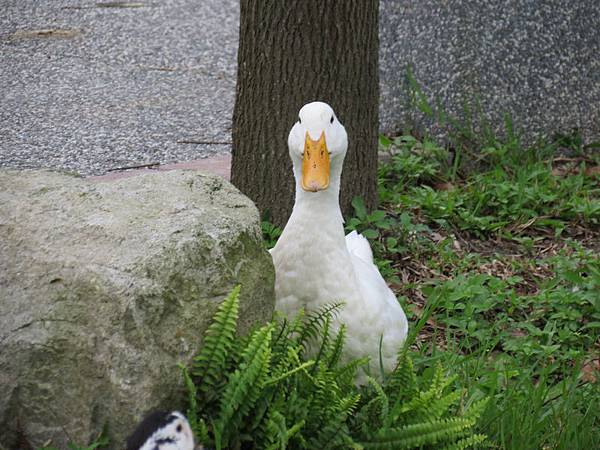 菜鴨