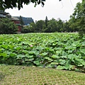 大蓮花池