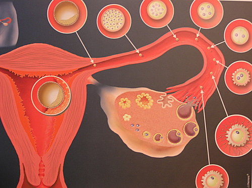 018-生理情況下，排出的卵子於輸卵管內受精，排卵後第六天著床於子宮。.jpg