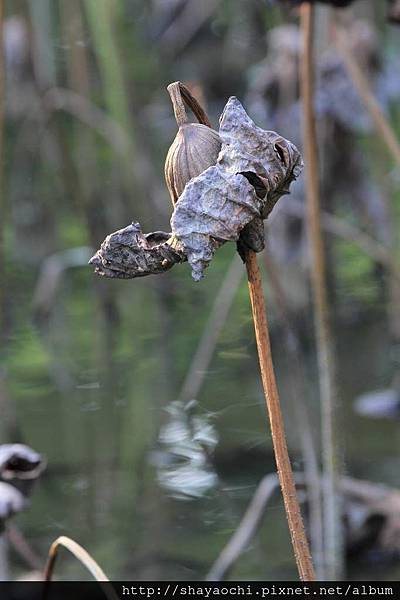 植物園 (10).JPG