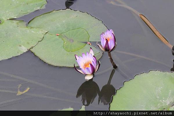 植物園 (20).JPG