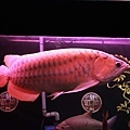 魚缸 (7).JPG