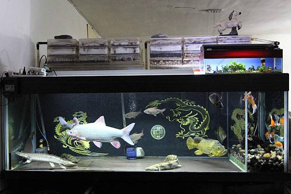 魚缸七呎_150404.JPG 魚缸七呎_150404.JPG