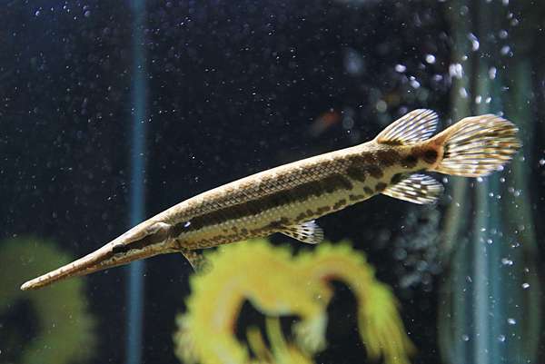 縱斑鱷魚火箭 飼養篇 Shayao 旅遊 攝影 養魚 寵物 農作 痞客邦