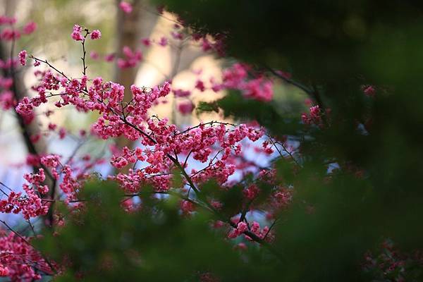 中正紀念堂 (7).JPG