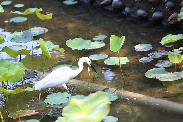 植物園 (5).JPG