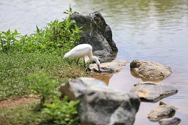 大湖公園 (32).JPG