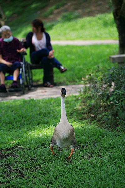 大湖公園 (34).JPG