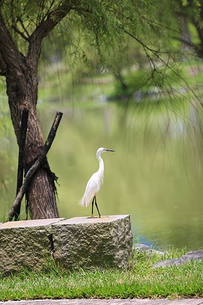 大湖公園 (38).JPG