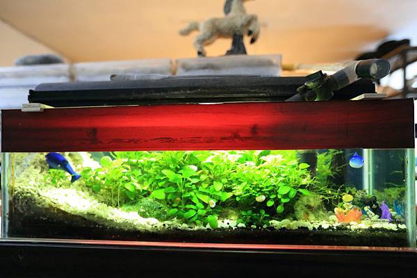 水草缸 (1).JPG 水草缸 (1).JPG