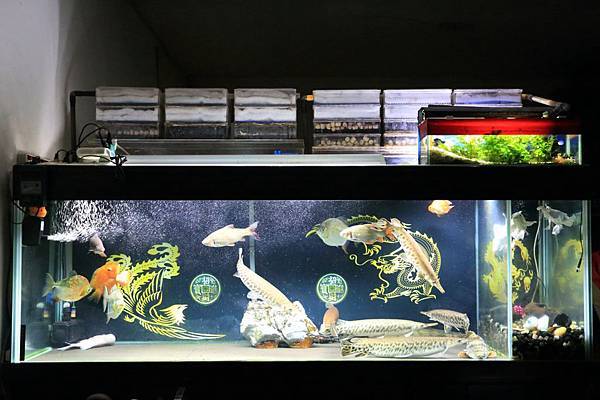 魚缸七呎_180808 (1).JPG 魚缸七呎_180808 (1).JPG
