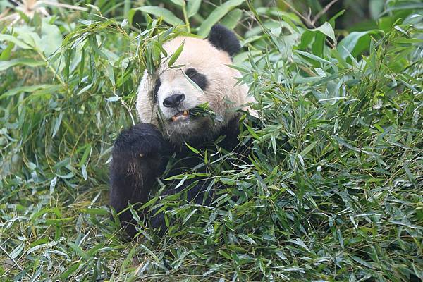 木柵動物園 (26).JPG