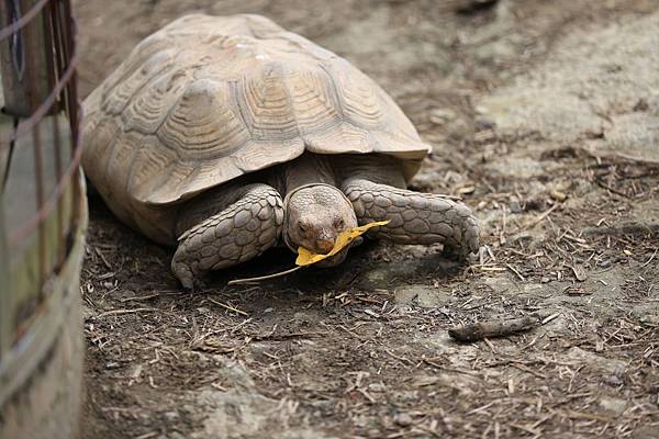 木柵動物園 (21).JPG