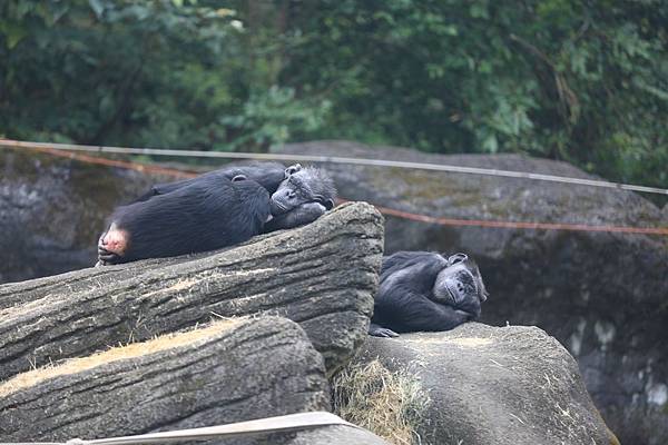 木柵動物園 (16).JPG