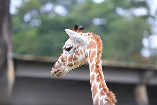 木柵動物園 (14).JPG