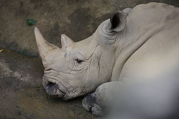 木柵動物園 (15).JPG