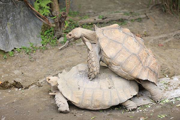 木柵動物園 (13).JPG