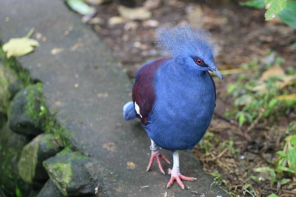 木柵動物園 (8).JPG