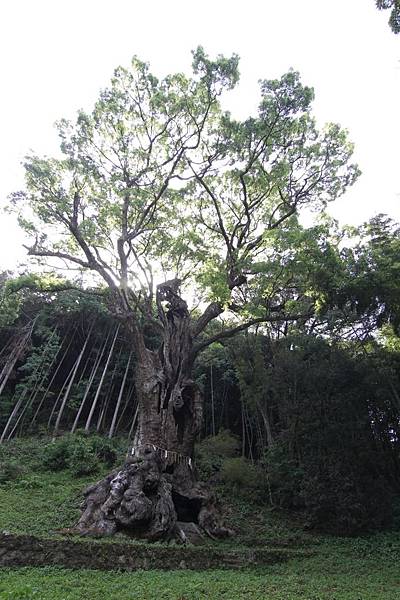 武雄市圖書館-武雄神社 (23).JPG