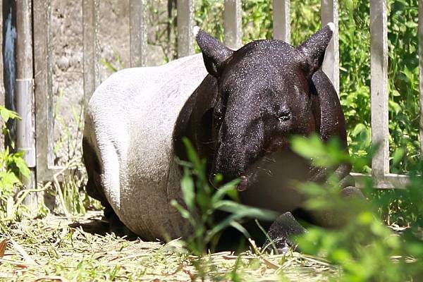 木柵動物園 (14).JPG