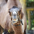 木柵動物園 (22).JPG