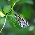 木柵動物園 (31).JPG