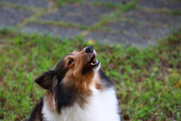 _喜樂蒂牧羊犬 (2).JPG