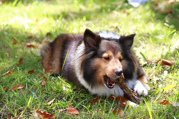 _喜樂蒂牧羊犬 (11).JPG