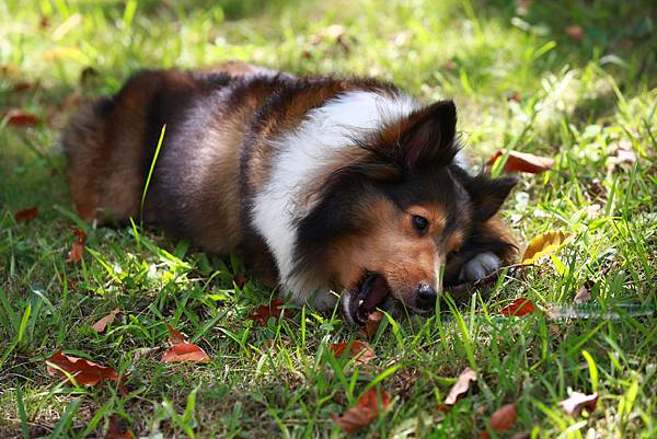 _喜樂蒂牧羊犬 (10).JPG