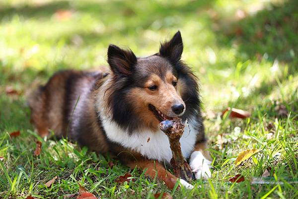 _喜樂蒂牧羊犬 (14).JPG