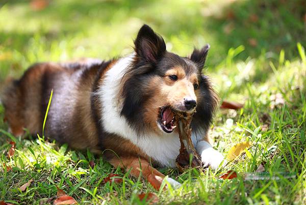 _喜樂蒂牧羊犬 (15).JPG