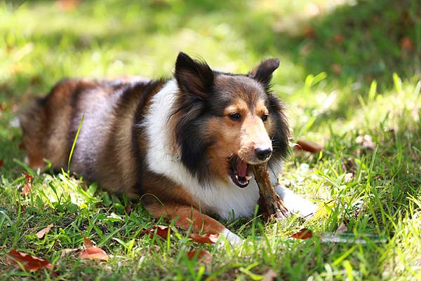 _喜樂蒂牧羊犬 (16).JPG