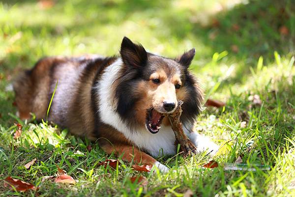 _喜樂蒂牧羊犬 (17).JPG