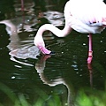 台北市木柵動物園 (1).JPG